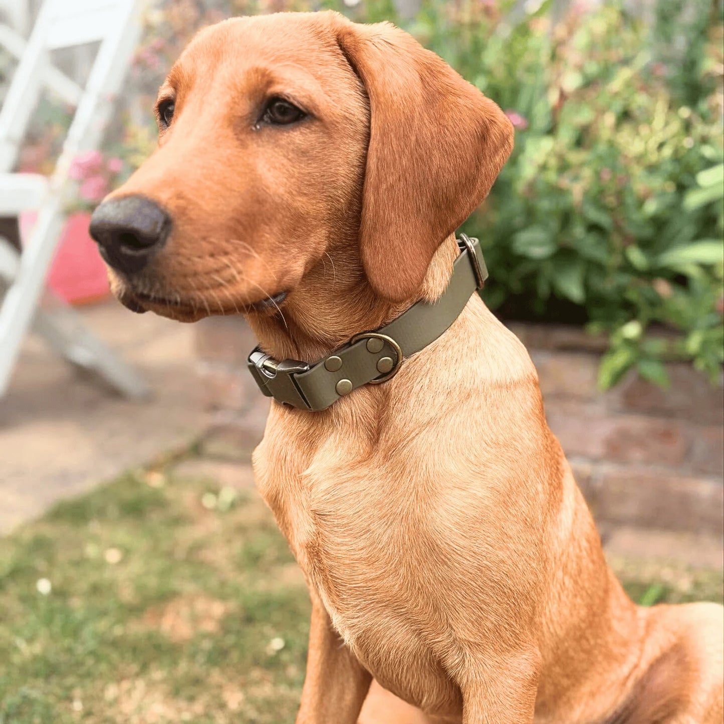 Olive Waterproof Biothane Metal Clasp Dog Collar