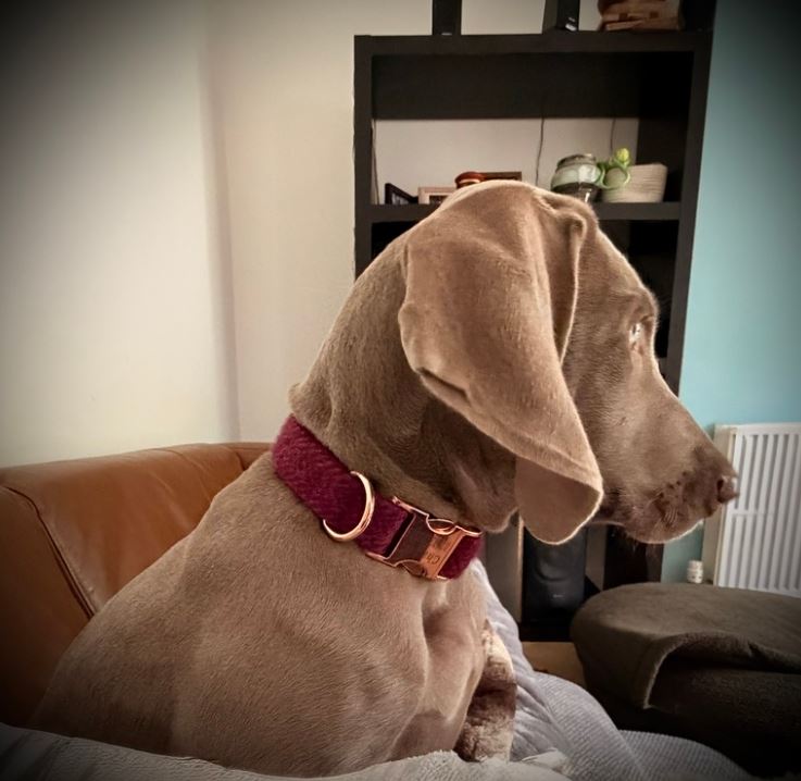 raspberry  coral harris tweed dog collar collared creatures