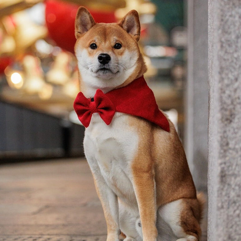 Dog wearing a red bow tie and bandana in an indoor setting