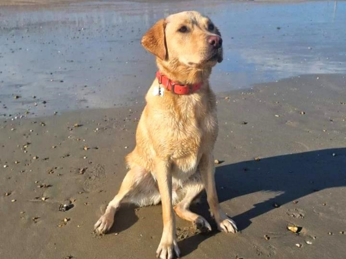 Dog sitting on a beach wearing biothane collar with water in the background