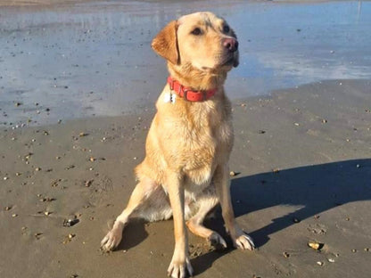 Dog sitting on a beach wearing biothane collar with water in the background