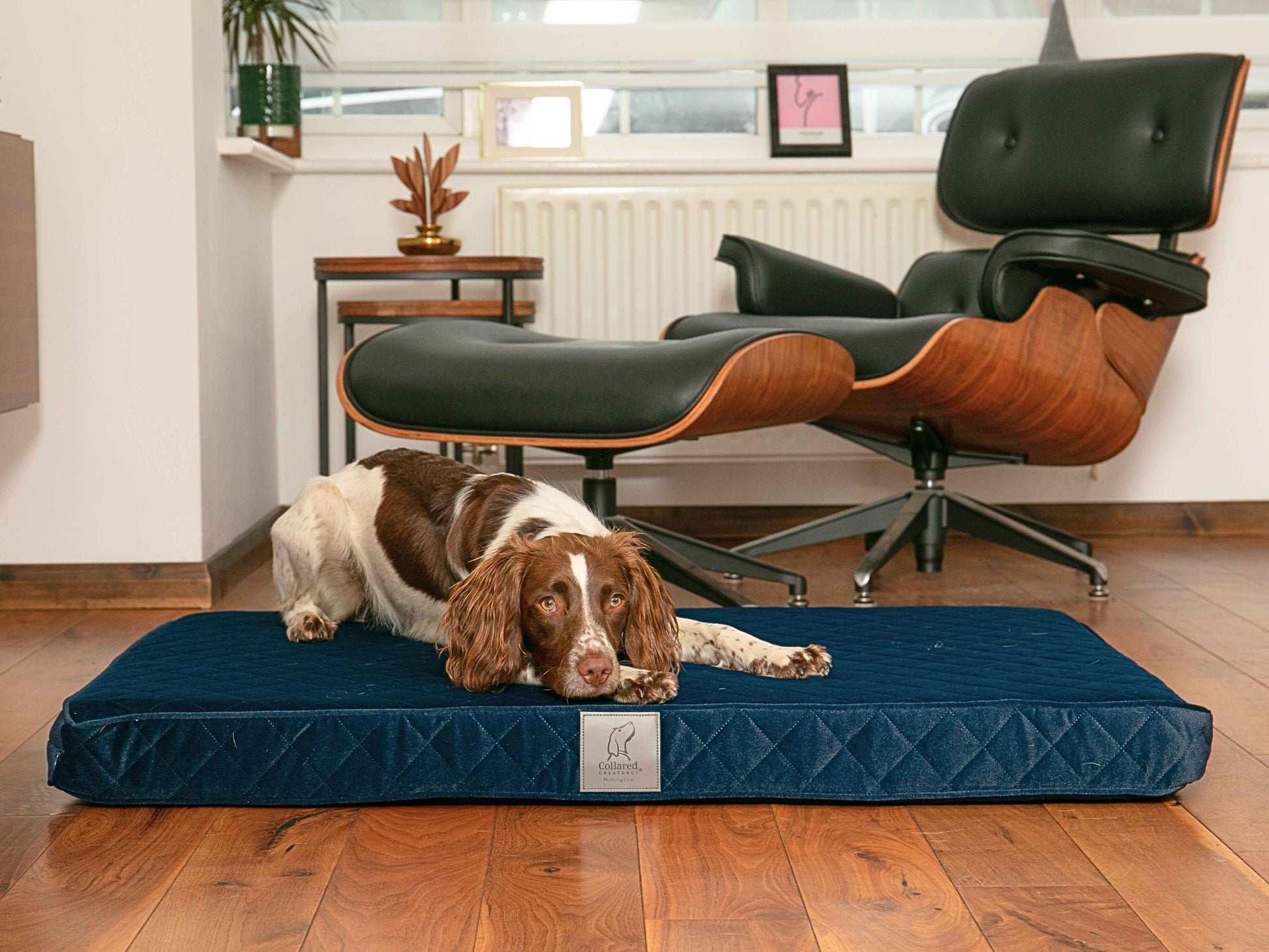 Spaniel relaxing and stretching on a sapphire blue velour mattress dog bed