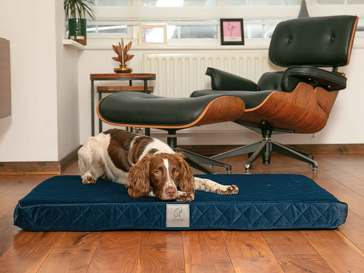 Spaniel relaxing and stretching on a sapphire blue velour mattress dog bed