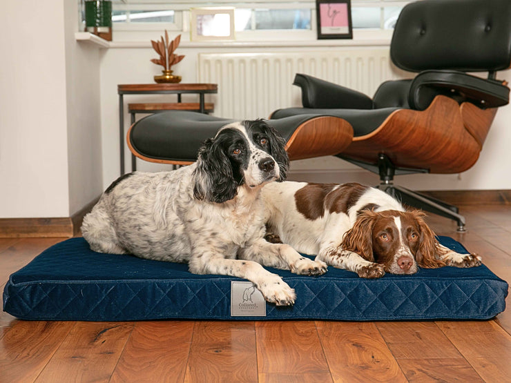 Two spaniels lying comfortably on a sapphire blue luxury dog mattress bed by Collared Creatures