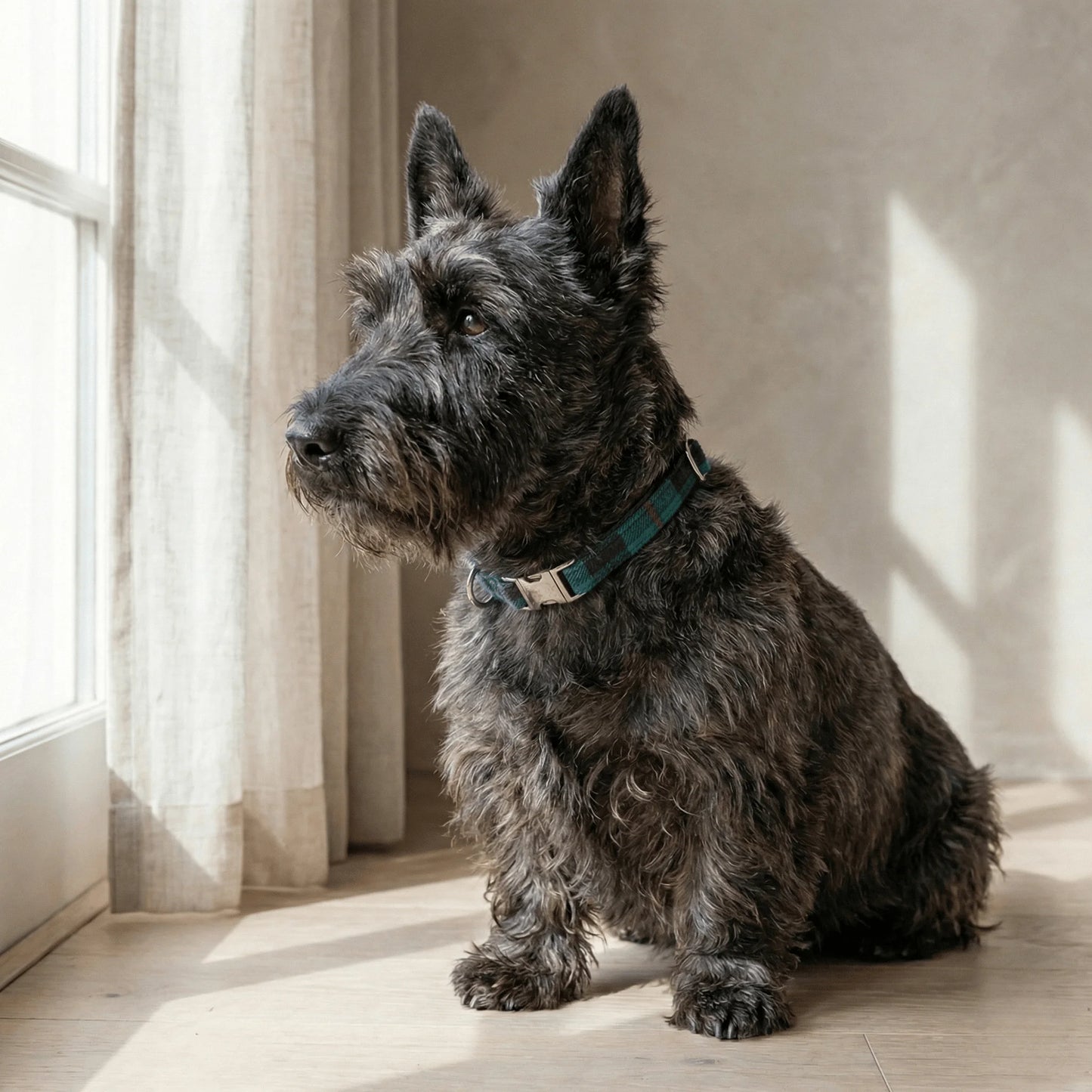 Baird Modern Tartan Dog Collar
