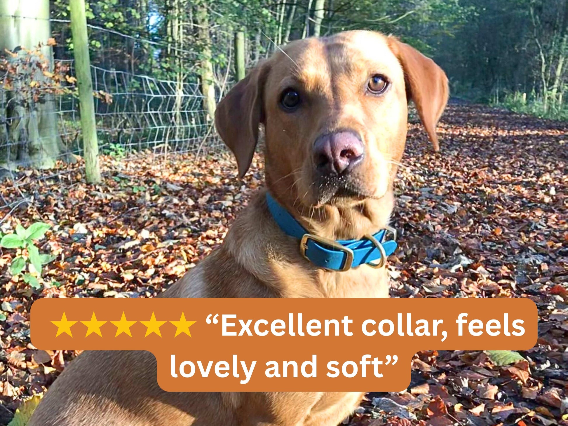 Dog wearing a blue collar with a positive review text overlay in an outdoor setting.