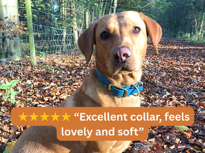 Dog wearing a blue collar with a positive review text overlay in an outdoor setting.