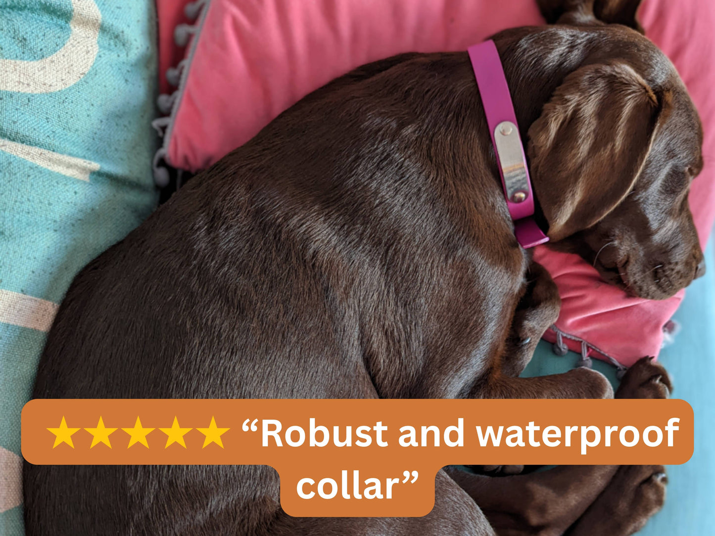 magenta biothane collar on sleeping dog with 5 star review overlay