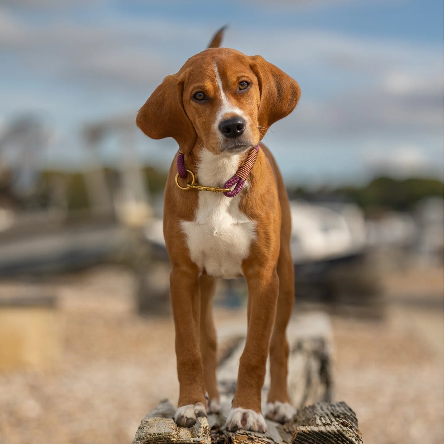 Bordeaux Handmade Rope Dog Collar with whipping