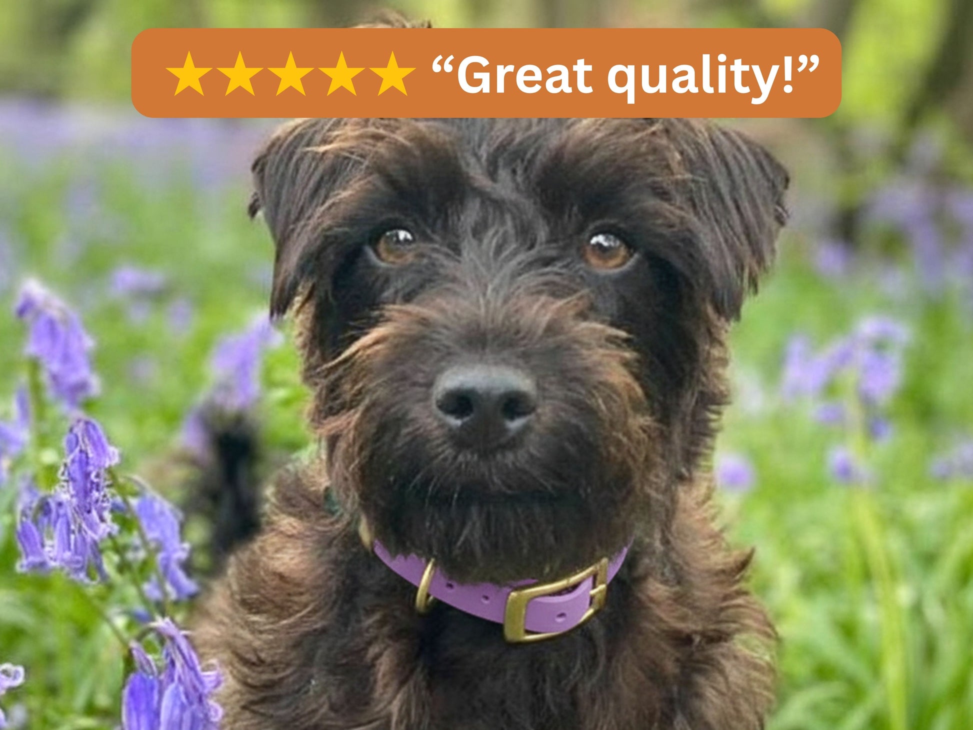 Dog with a purple collar standing in a field of purple flowers, with a five-star rating and 'Great quality!' text above.