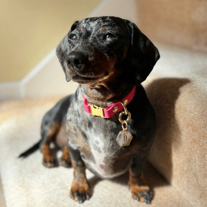 Magenta Waterproof Biothane Metal Clasp Dog Collar - Collared Creatures LTD