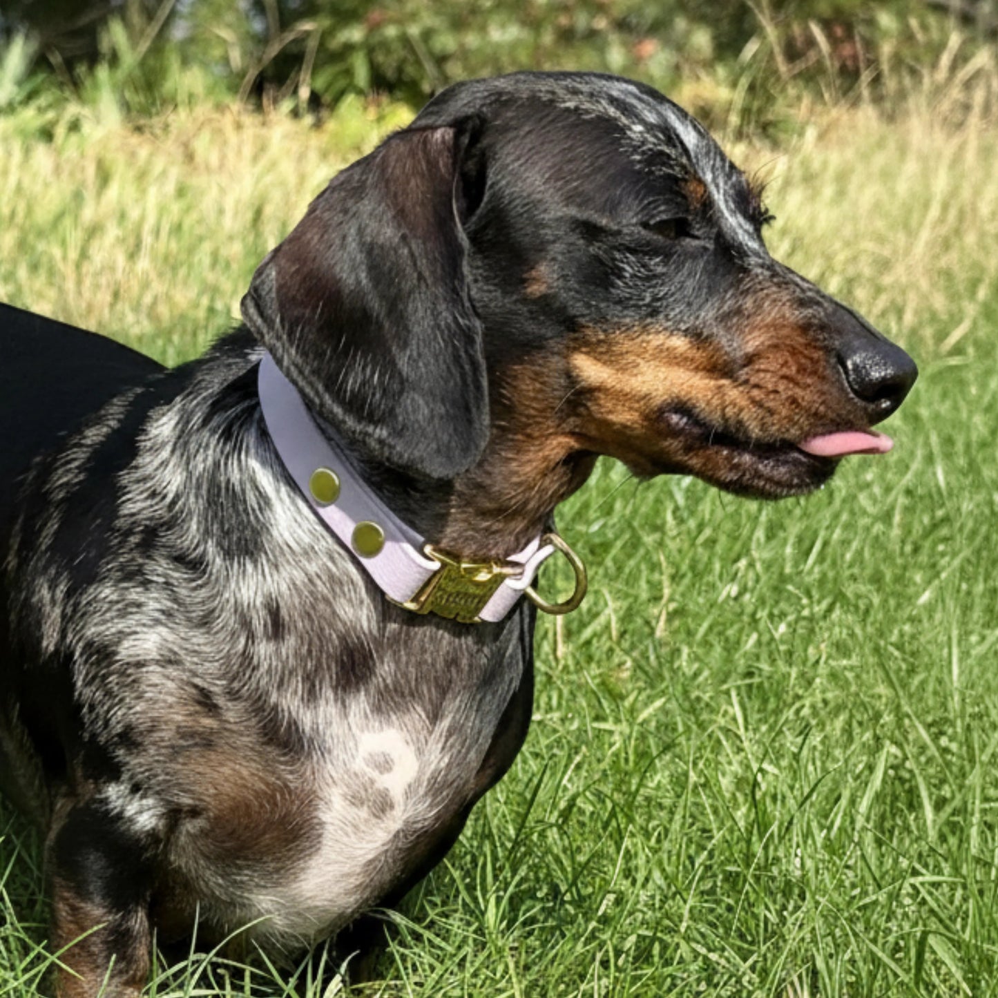 Dachshund standing on grass wearing a collar with a tag