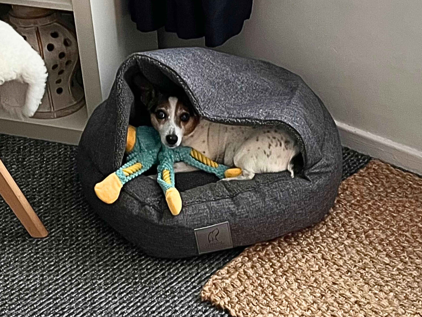 Small Jack Russell inside Grey Cocoon Cave Bed with toy, hood fully covering
