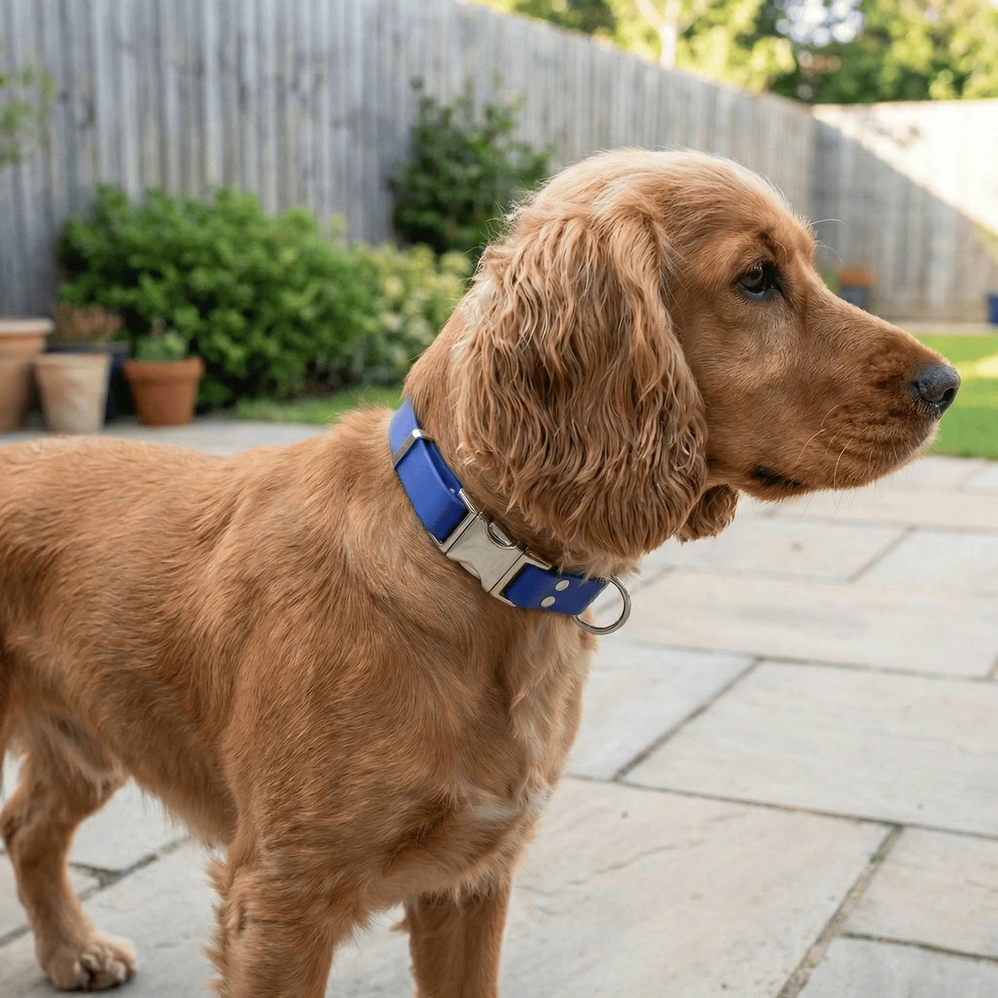 Electric Blue Waterproof Biothane Metal Clasp Dog Collar
