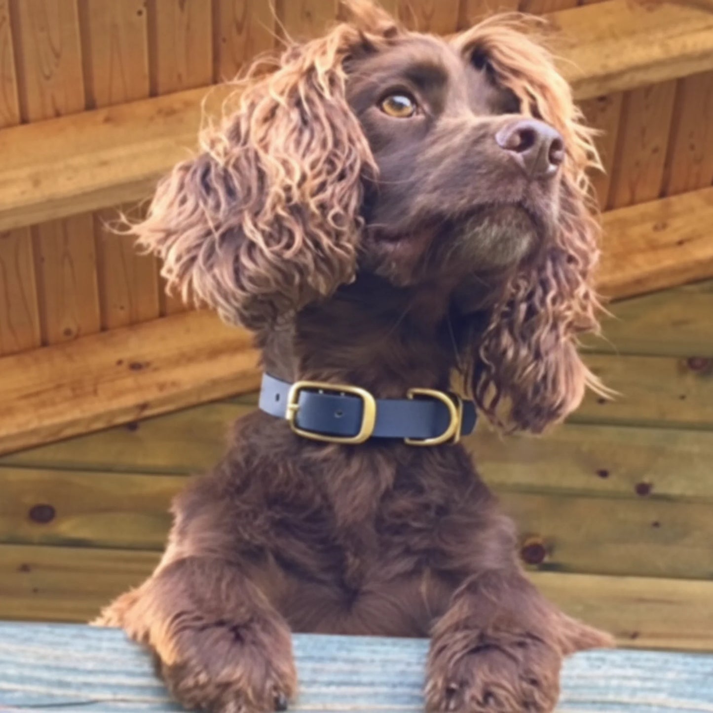 Navy Blue Waterproof Biothane Buckle Dog Collar - Collared Creatures LTD