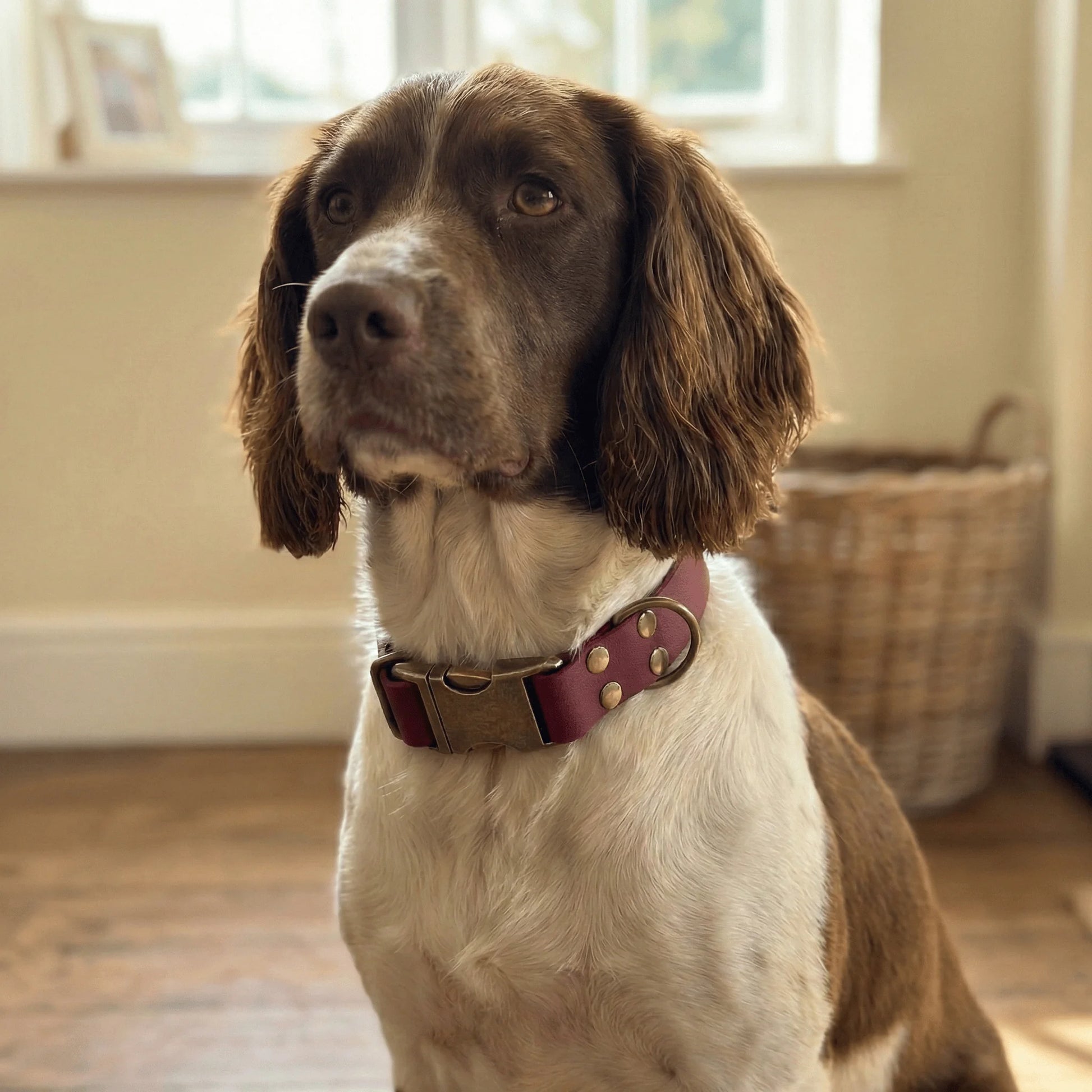 Wine Waterproof Biothane Metal Clasp Dog Collar - Collared Creatures LTD