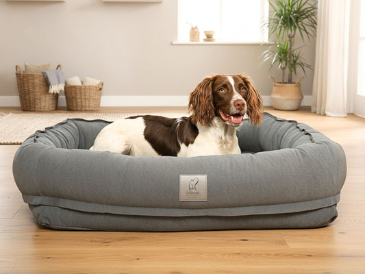 Dog lying on a gray dog bed in a room with light wood flooring and white walls.