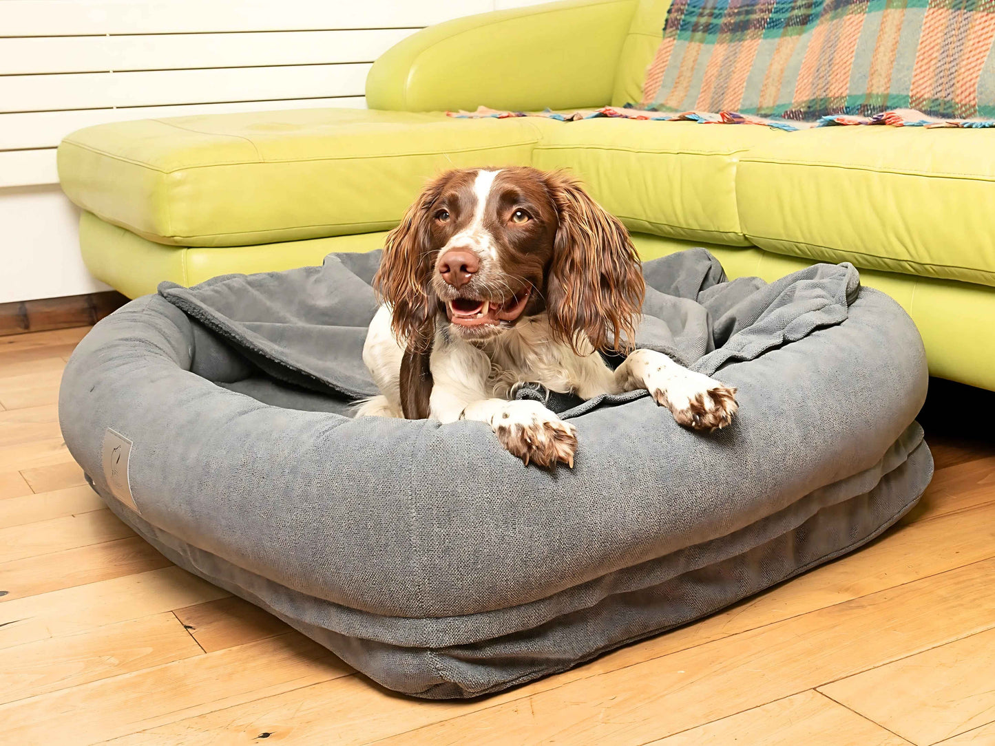 Springer Spaniel lounging inside grey bolster bed with raised sides for comfort and support