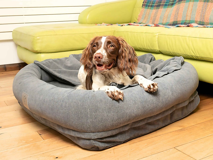 Springer Spaniel lounging inside grey bolster bed with raised sides for comfort and support
