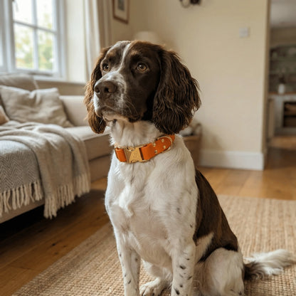 Burnt Orange Waterproof Biothane Metal Clasp Dog Collar