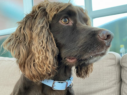 Dog with curly fur wearing a collar sitting on a couch.