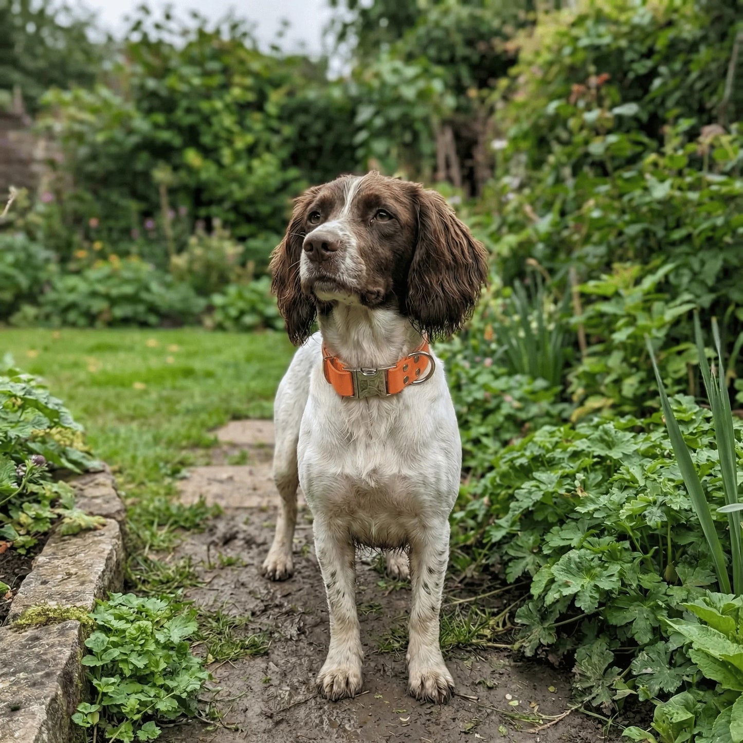 Tangerine Waterproof Biothane Metal Clasp Dog Collar