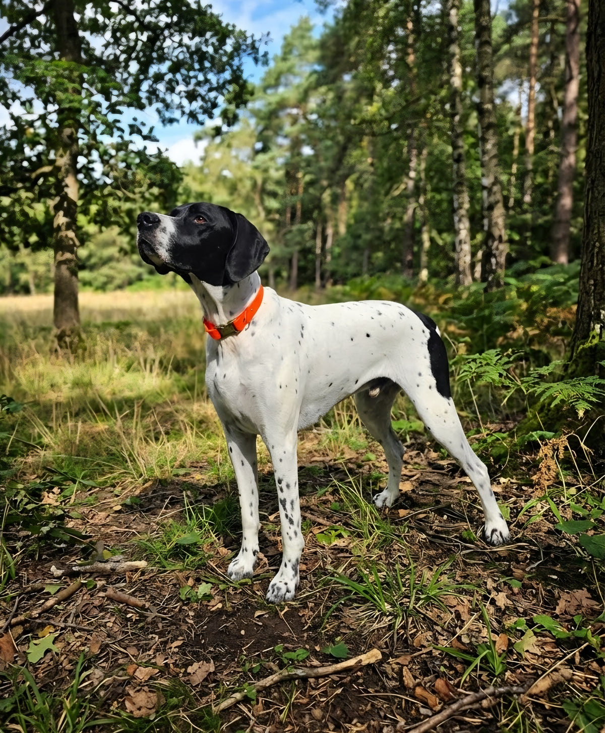 A english pointer dog standing in a wooded outdoor setting, wearing a bright  neon orange biothane collar collar.