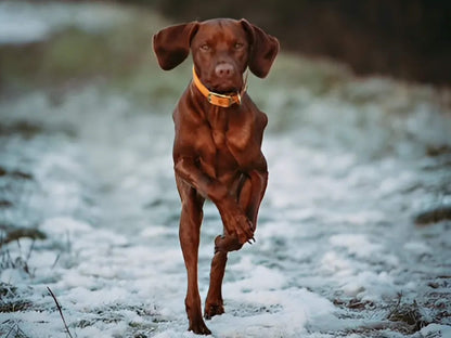 Brown dog running through snow wearing a tangerine Biothane buckle collar by Collared Creatures, front-facing action shot