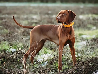 Brown dog wearing a tangerine Biothane buckle collar by Collared Creatures, standing alert in an open field.

