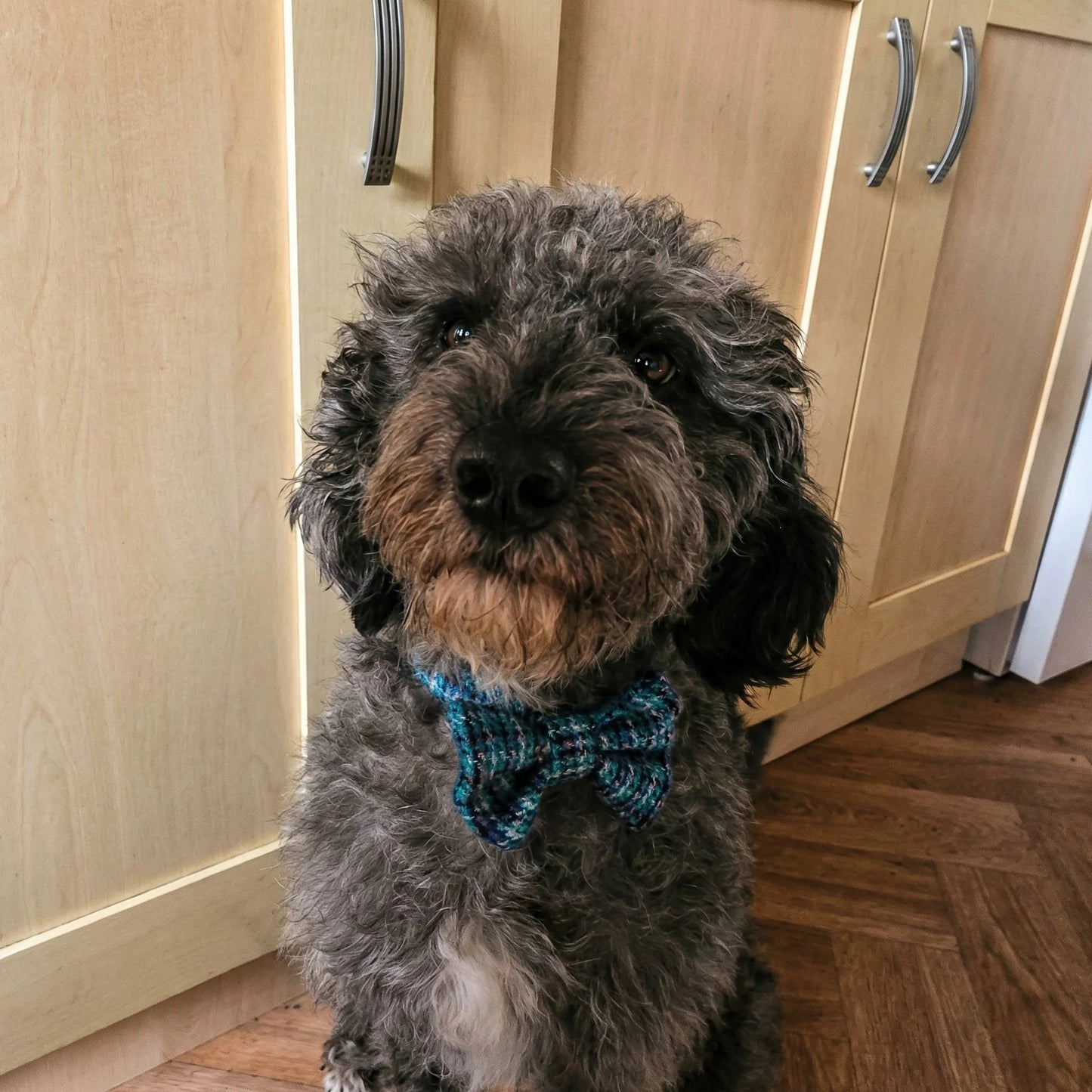 Dog wearing a blue tweed bow tie standing in a kitchen