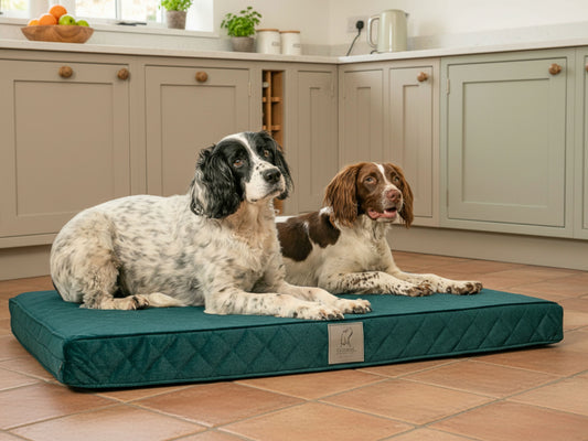 Two spaniels lying on an emerald green quilted luxury dog mattress bed in a kitchen