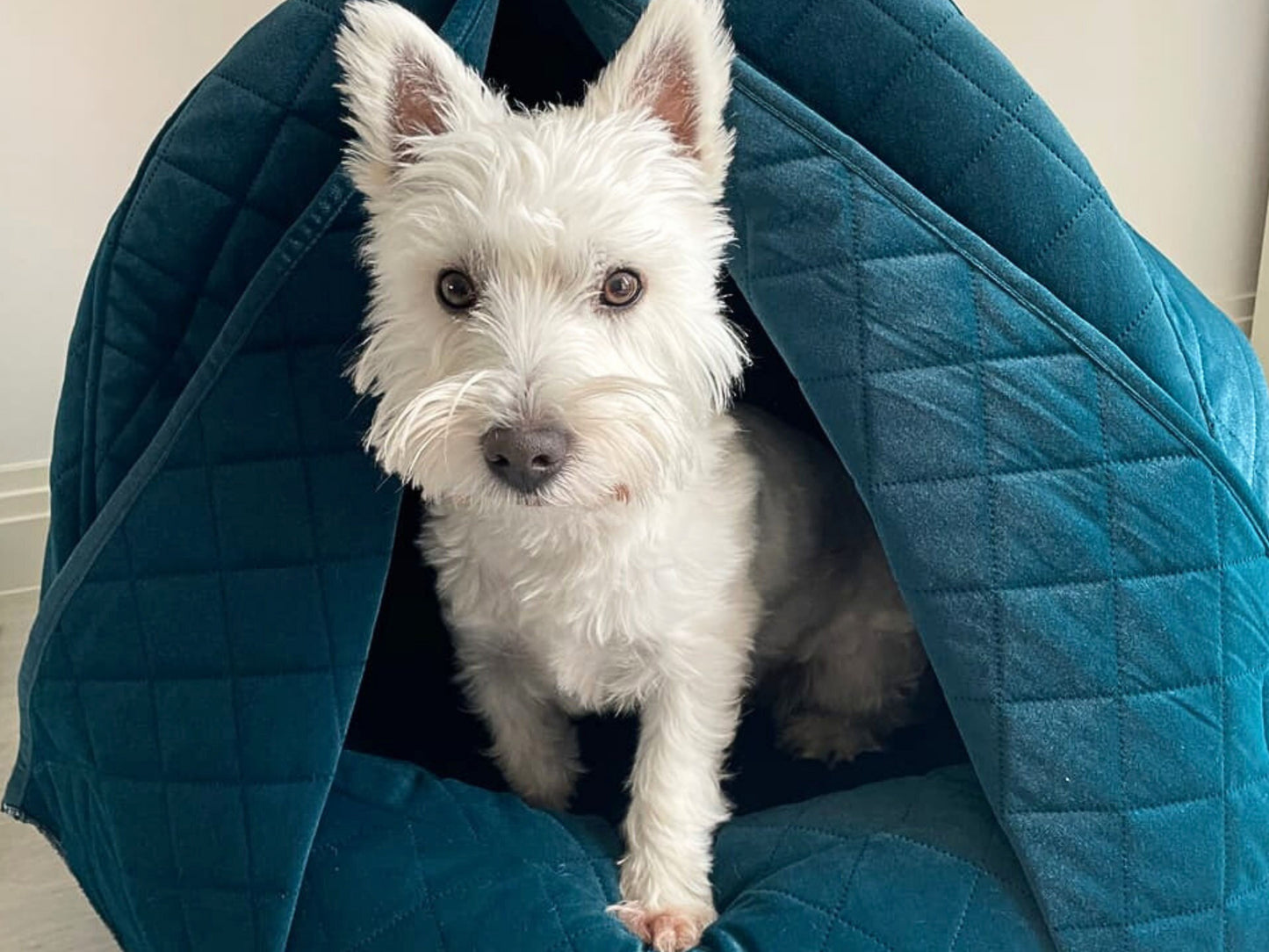 Westie dog sitting inside teal quilted velour deluxe cocoon dog bed