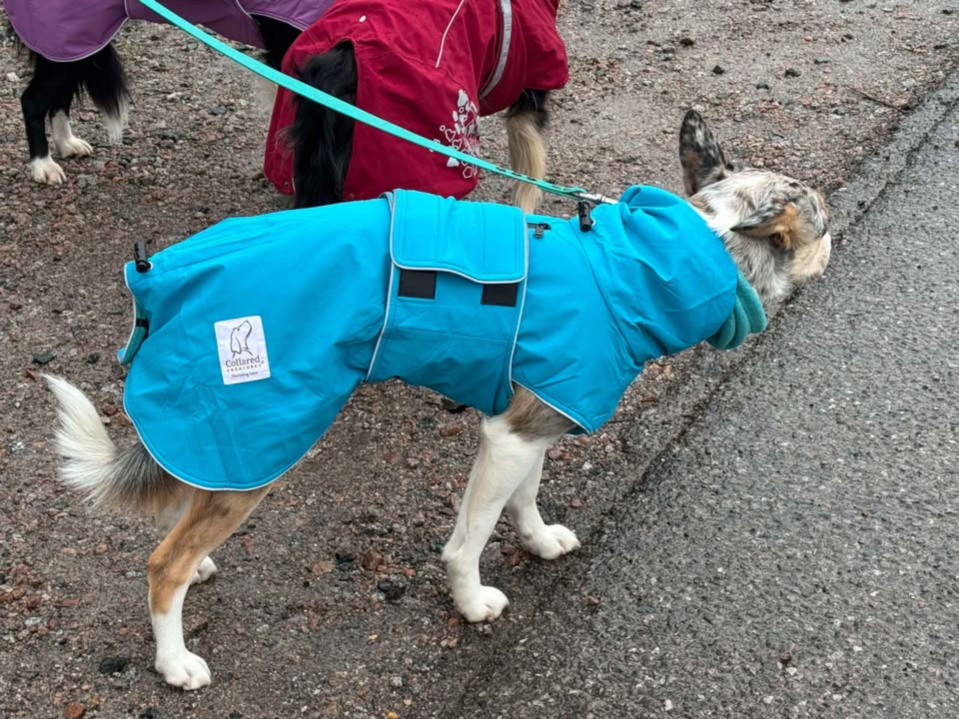 Teal Waterproof Dog Coat Fleece-Lined, Reflective Adjustable