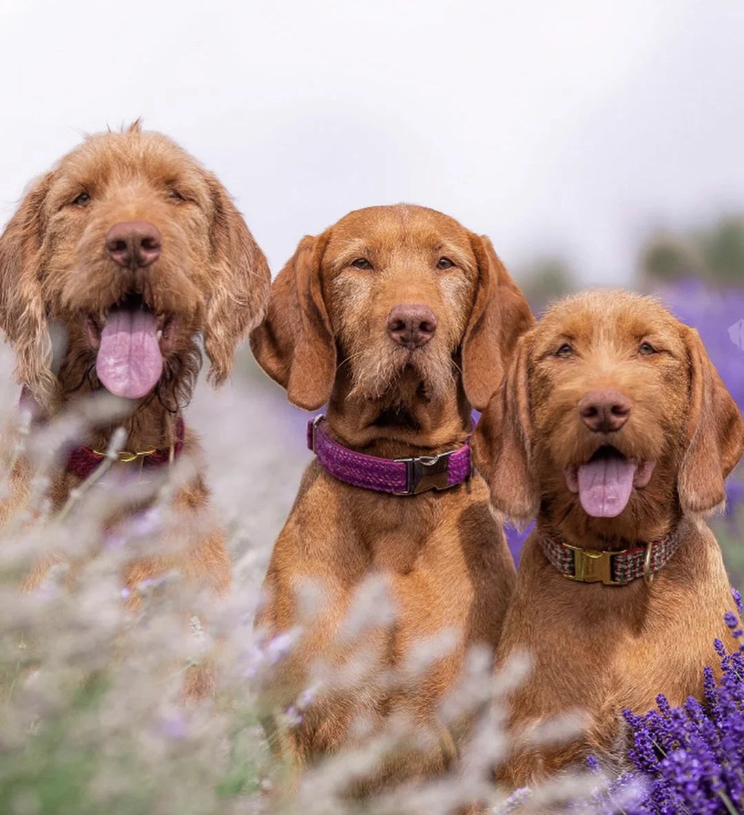 Christmas Multi Check Harris Tweed Dog Collar