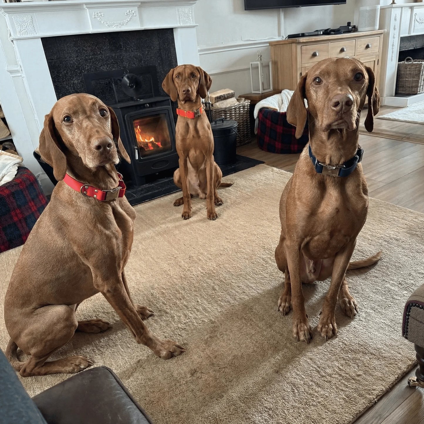 Magenta Waterproof Biothane Metal Clasp Dog Collar - Collared Creatures LTD