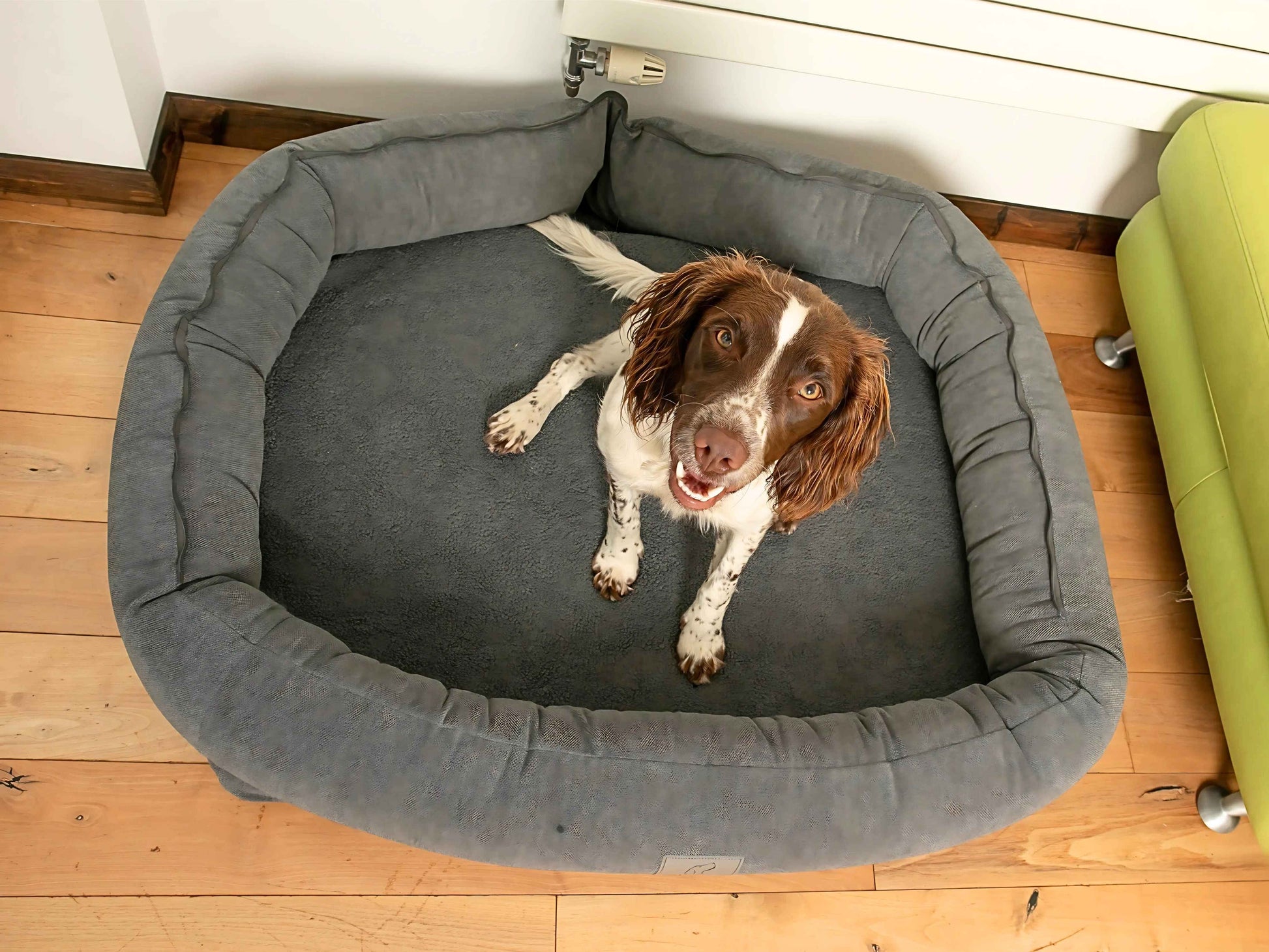 Springer Spaniel sitting upright in a grey bolster dog bed with soft teddy fleece interior