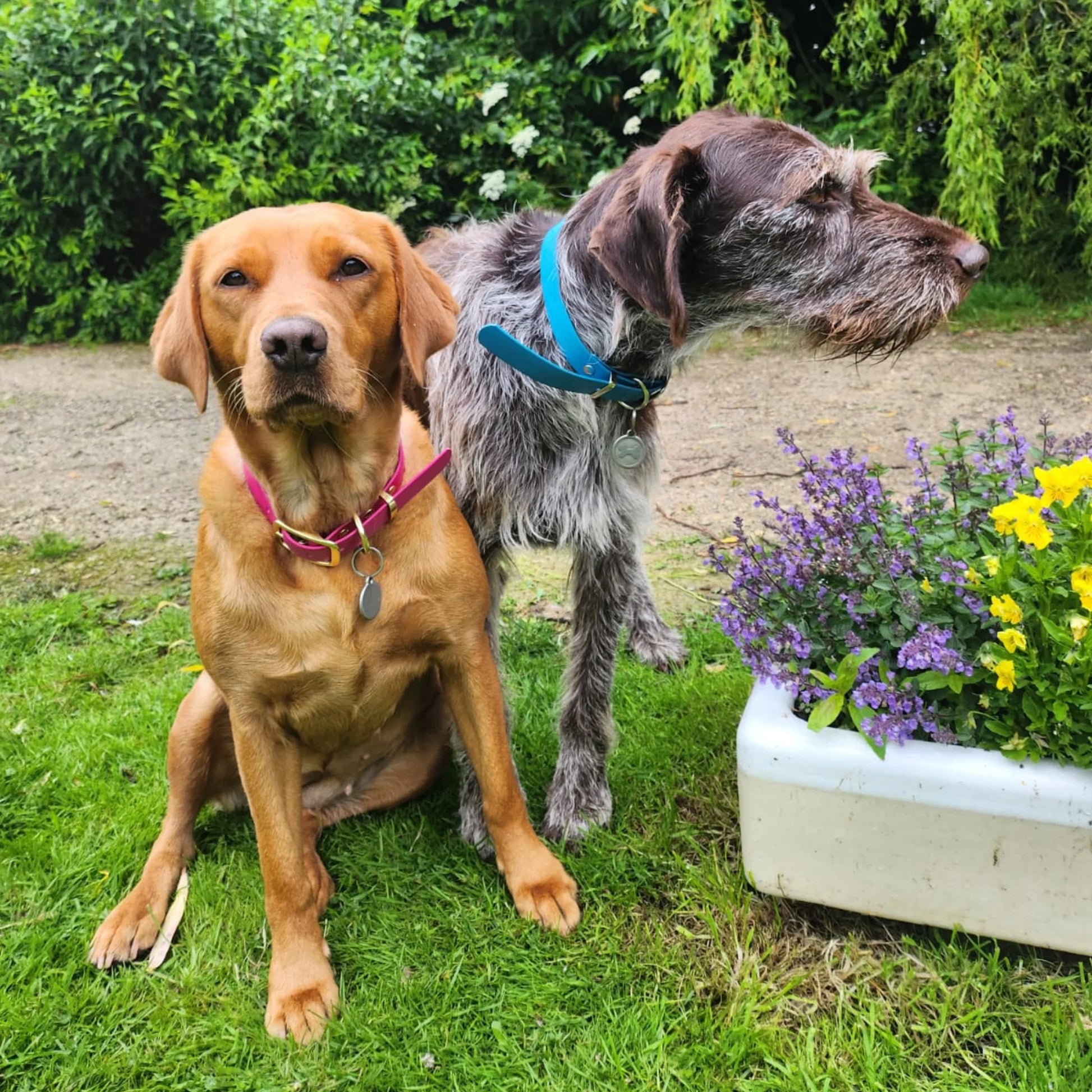 Two dogs sitting on grass with a planter of flowers and greenery in the background