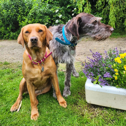 Two dogs sitting on grass with a planter of flowers and greenery in the background
