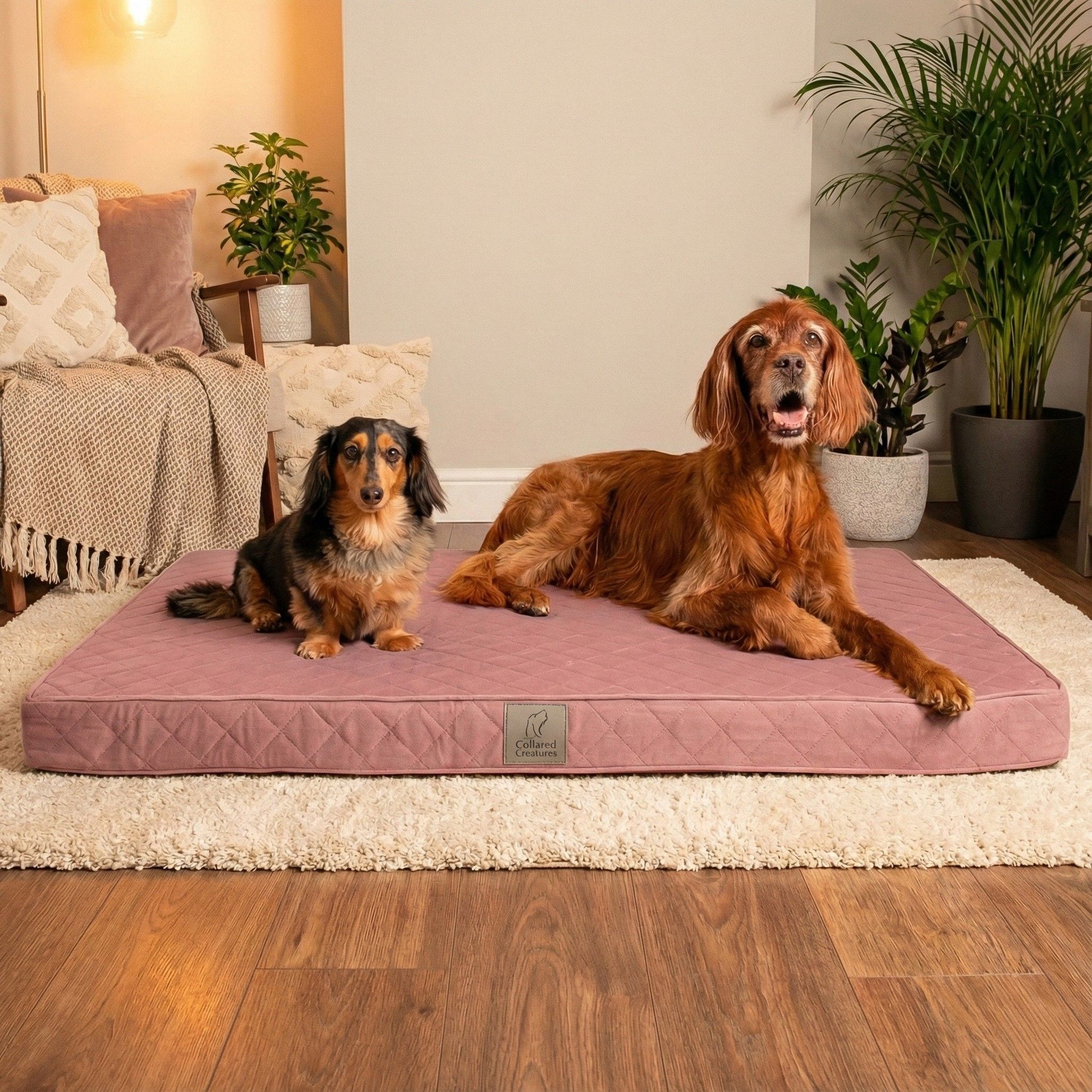 Two dogs on a pink orthpaedic dog bed in a cozy living room