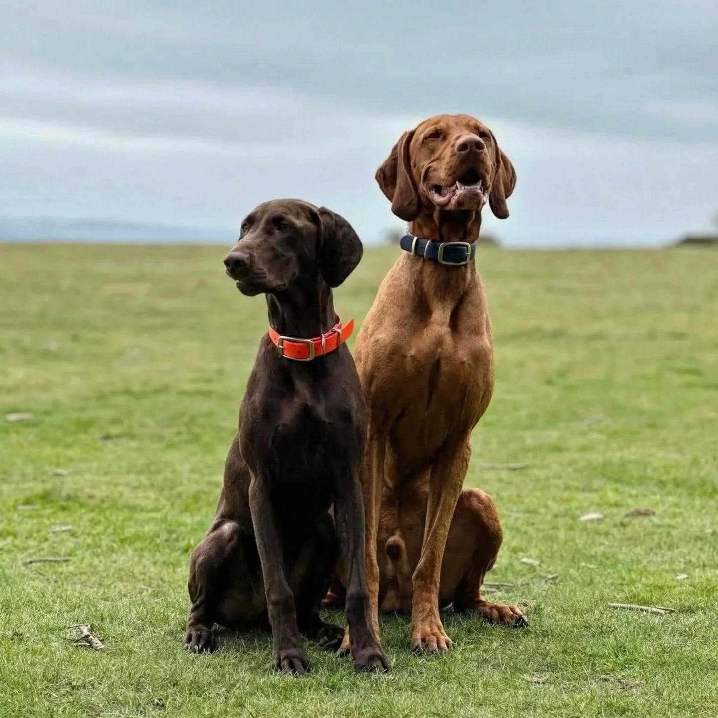 Two dogs sitting on a grassy field with a blurred background