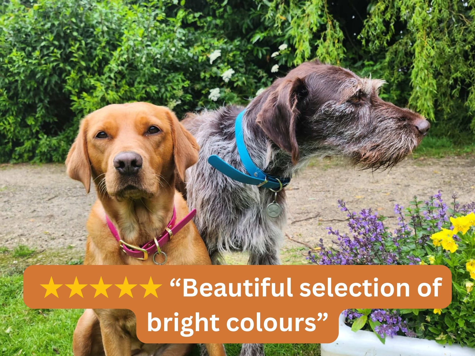 Two dogs standing outdoors with a scenic background and text overlay about bright dog collar colours.