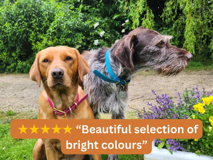 Two dogs standing outdoors with a scenic background and text overlay about bright dog collar colours.