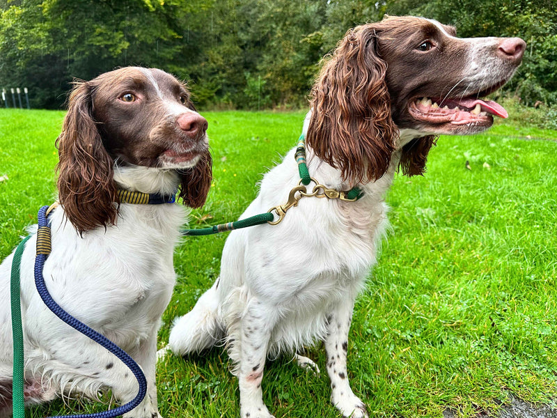 Matching collar and lead? Or a chaotic colour clash?