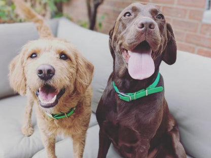 Mauve & Guacamole Green Multicolour Waterproof Biothane Buckle Dog Collar