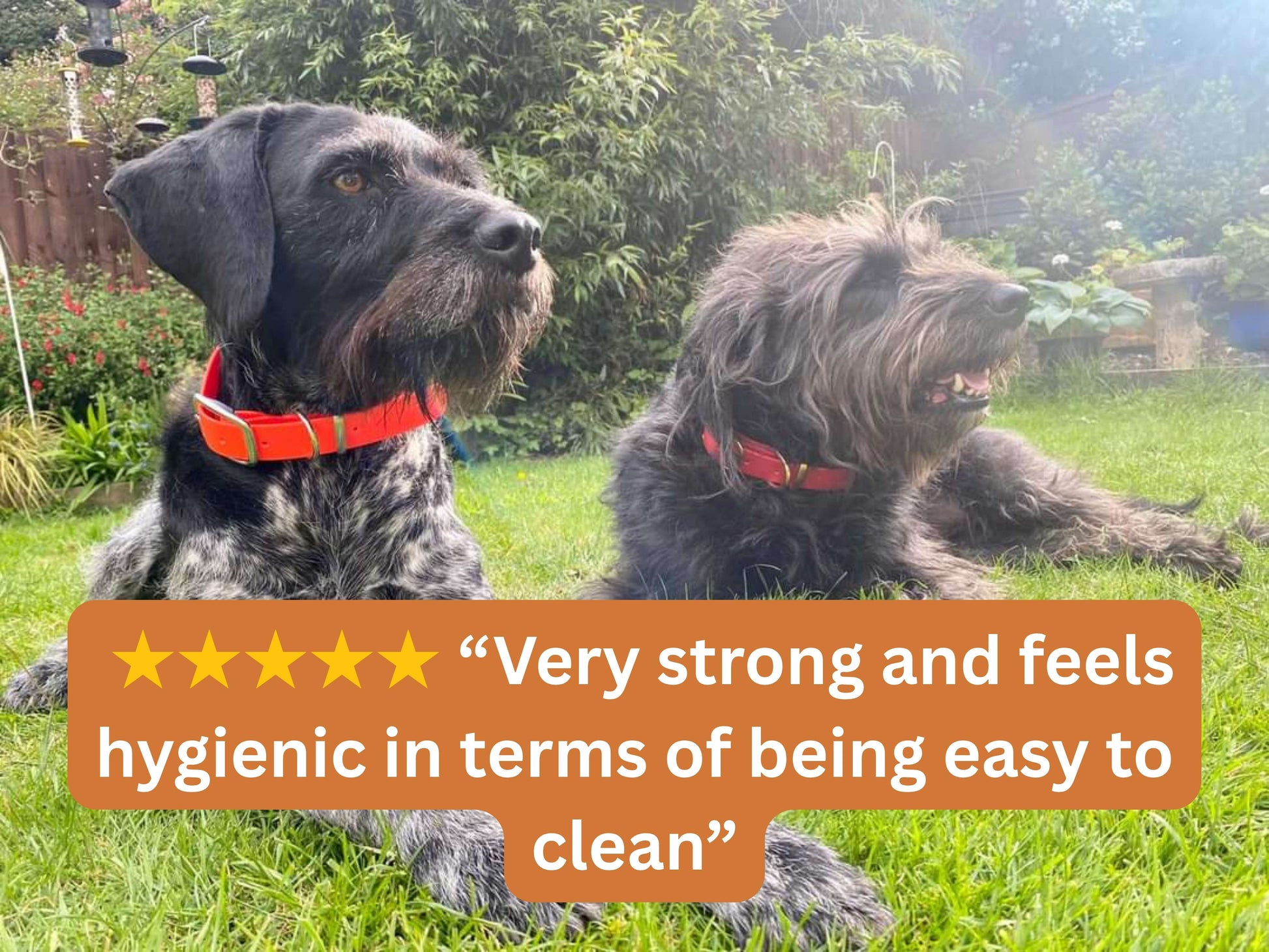 Two dogs sitting on grass with a text overlay about product strength and hygiene.