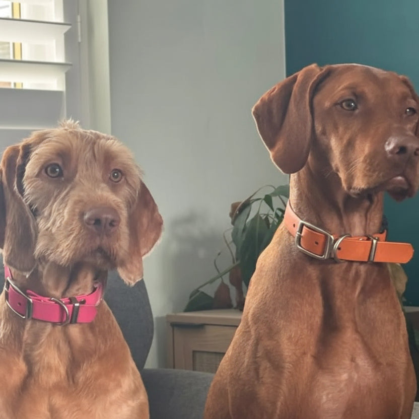 Two brown dogs wearing colourful waterproof collars sitting indoors with a plant and window in the background.