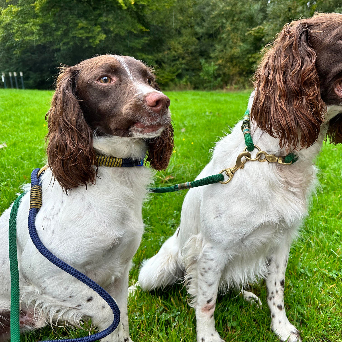 Two dogs on leashes standing on a grassy field with trees in the background