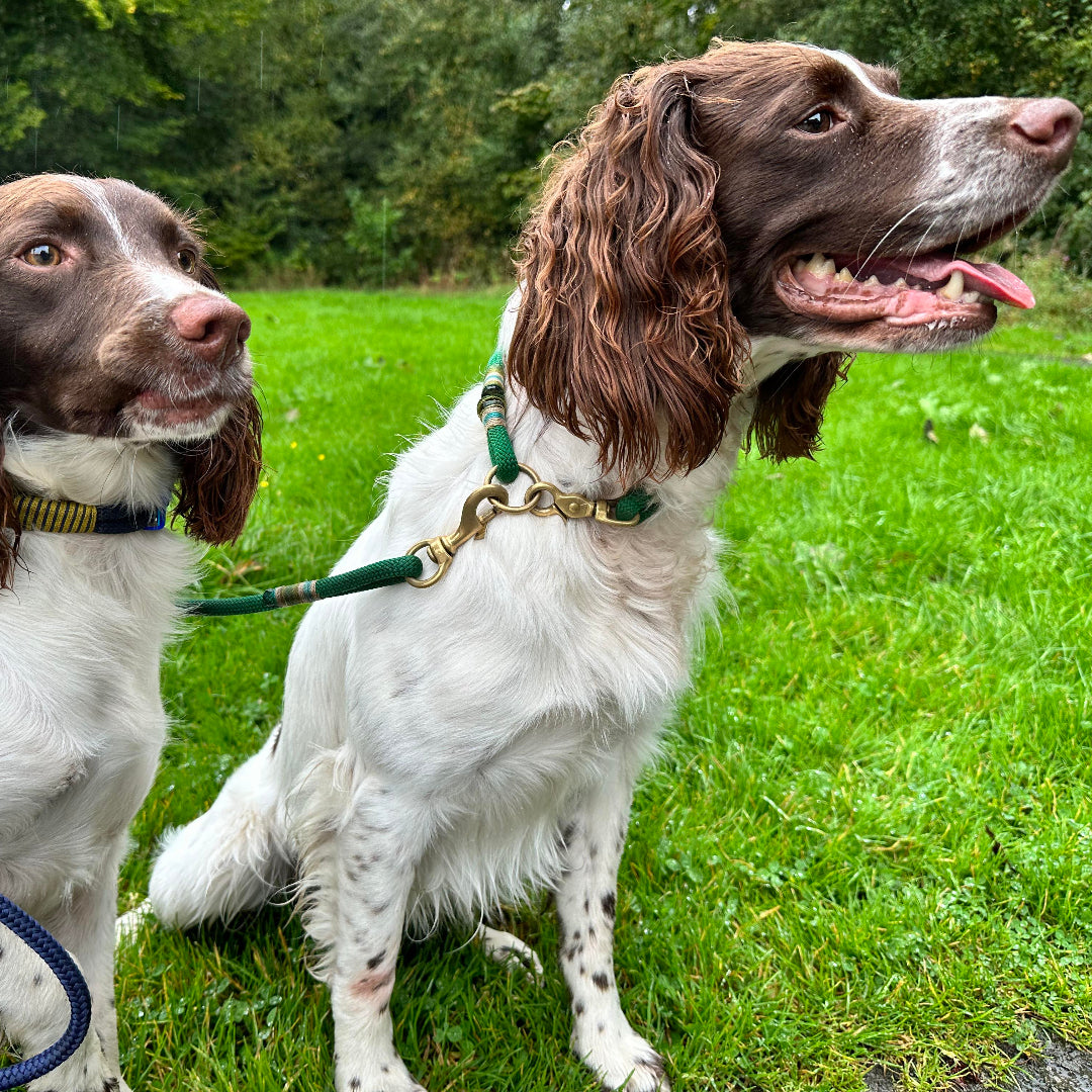 Two dogs on leashes standing on a grassy field with trees in the background