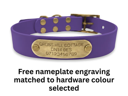Purple dog collar with a brass nameplate on a white background