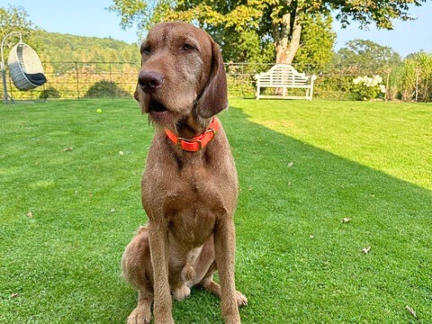 Brown dog wearing an orange collar sitting on a grassy field with trees and a bench in the background.